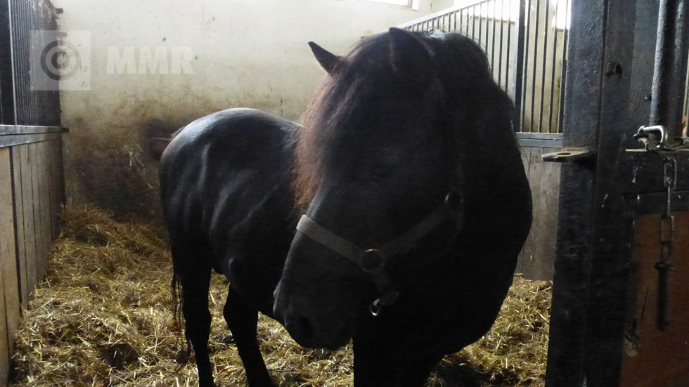Lovasterápiával közel a természethez