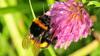A vadon élő beporzók, a mézelő méhek védelme és megőrzése fontos