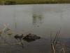 Lov na aligatorja (ali ščuko?) sredi Francije