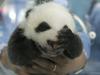 Foto: Prisrčna mala panda prvič na ogled