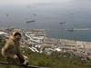 Gibraltar - britanski košček Pirenejskega polotoka