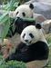 Črne napovedi za razmnoževanje pand