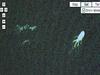 Je Google Earth našel pošast iz jezera Loch Ness?