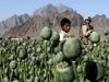 Foto: Znaten upad pridelave opija v Afganistanu