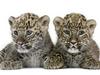 Prvi koraki treh malih perzijskih leopardov