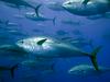 EU bo podprla prepoved izvoza modroplavutega tuna