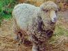 Umrla je najstarejša ovca na svetu
