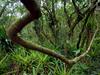 Boj za ohranitev amazonskega gozda