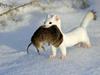 Foto: Snežno bele živali, ki kljubujejo zimam