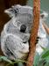 Avstralske koale na robu izumrtja