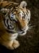 Foto: Tigrovo leto, leto gneče v parku tigrov