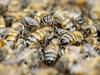 Nov pomor čebel v Pomurju