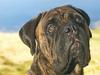 Vurs: Dokaze za zlorabo psov bo iskala posebna skupina