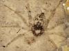 Neverjetno ohranjen 165 milijonov let star fosil pajka