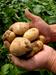 EU: z gensko spremenjenim krompirjem nad zdravje?