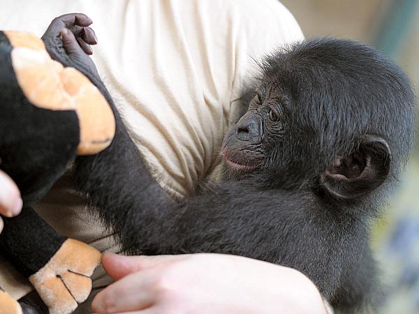 Po ugotovitvah znanstvenikov pritlikavi šimpanzi radi delijo svojo hrano. Foto: EPA