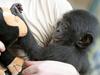 So pritlikavi šimpanzi altruistični ali sebični?