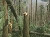 Burja grdo opustošila primorske gozdove
