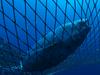 Modroplavuti tun še naprej v ribiških mrežah