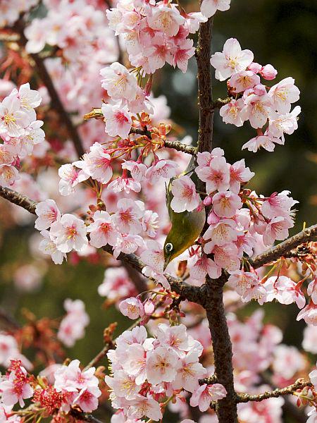 Rožnati in beli oblaki češnjevih cvetov so zelo priljubljeni tudi pri turistih. Foto: EPA