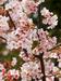 Foto: Krhki cvetovi češenj (znova) začarali Japonce