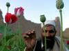 Sezona žetve maka - talibani odložili orožje