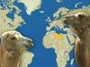 Video: Kje sta Pahorjevi enogrbi kameli?