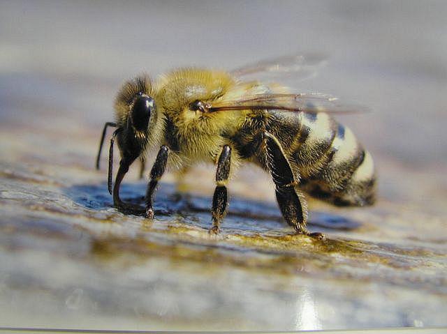 Ob upoštevanju izgub čebeljih družin na čebelarski zvezi pričakujejo, da bo letošnji pridelek medu dosegel le dobrih 1.000 ton. Foto: Čebelarska zveza Slovenije