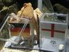 Nemške nogometne navijače pomirja preroška hobotnica