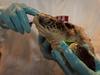 BP obtožen, da pri čiščenju madeža zažiga žive želve
