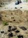 Množično grobišče domnevnih žrtev mamilarskih tolp