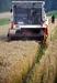Rusija zaradi suše ustavlja izvoz žita