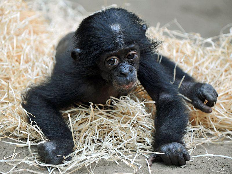 Bonobi so pritlikavi šimpanzi. Navadno tehtajo od 30 do 60 kilogramov. Če se največji postavijo na zadnje noge, sežejo do 115 centimetrov višine. Na fotografiji je sicer mladič. Foto: EPA