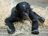 Pritlikavi šimpanzi imajo občutek za ritem