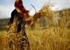 Rusija s (še bolj) pesimističnimi napovedmi za žetev žita