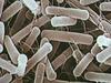 Novo orožje proti bakterijam, odpornim proti antibiotikom