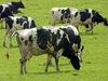 Britanski strokovnjaki: Meso in mleko kloniranih krav sta užitni