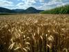 Video: Največji del evropske pogače za kmetijstvo