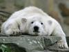 Uspavali Tosco, mamo legendarnega severnega medveda Knuta