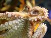 Preroška hobotnica: Velika Britanija bo ostala v EU-ju