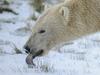 Foto: Polarni medvedek je prvič zagledal sneg
