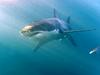 Ko en ubijalski stroj začne loviti drugega – orke pobijajo velike bele morske pse