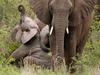Afriško zemljo teptata dve vrsti slonov