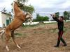 Kateri konj je najlepši v deželi turkmenski?