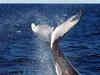 Zmaga za kite - japonski kitolovci se umikajo