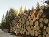 V Slovenj Gradcu znova licitiranje vrednejšega lesa