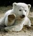 Poginil ljubljeni severni medvedek Knut