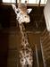 Foto: Žirafec Rheinhold, novi prebivalec živalskega vrta
