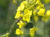 Analize: Čebele umirajo zaradi klotianidina na koruzi