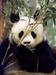 Slovo najstarejšega pande na svetu
